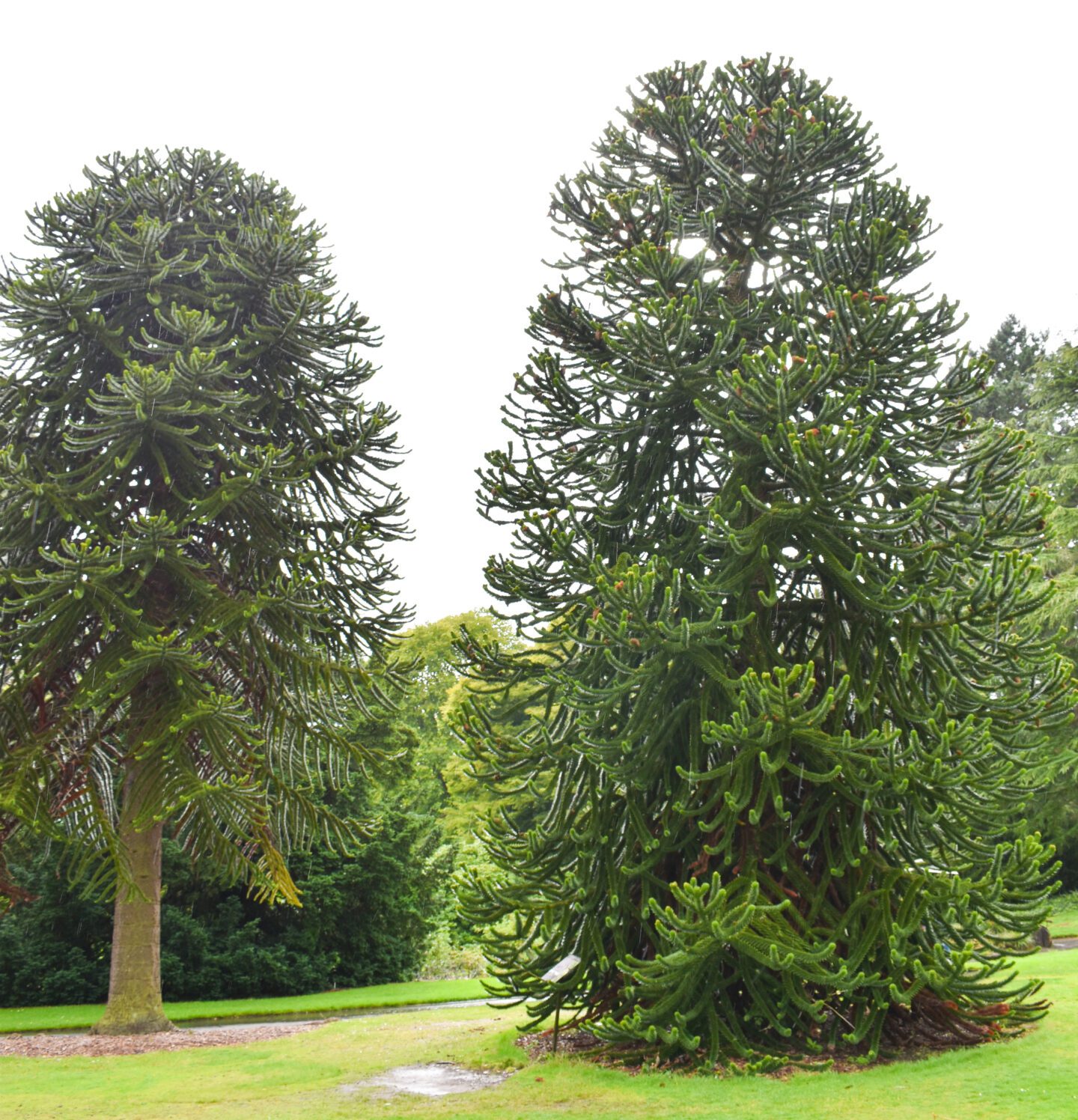 royal botanic gardens Edinburgh