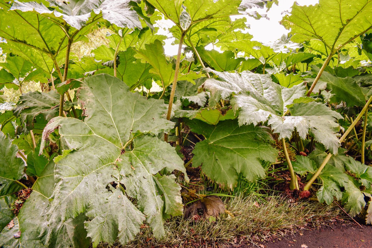 royal botanic gardens Edinburgh