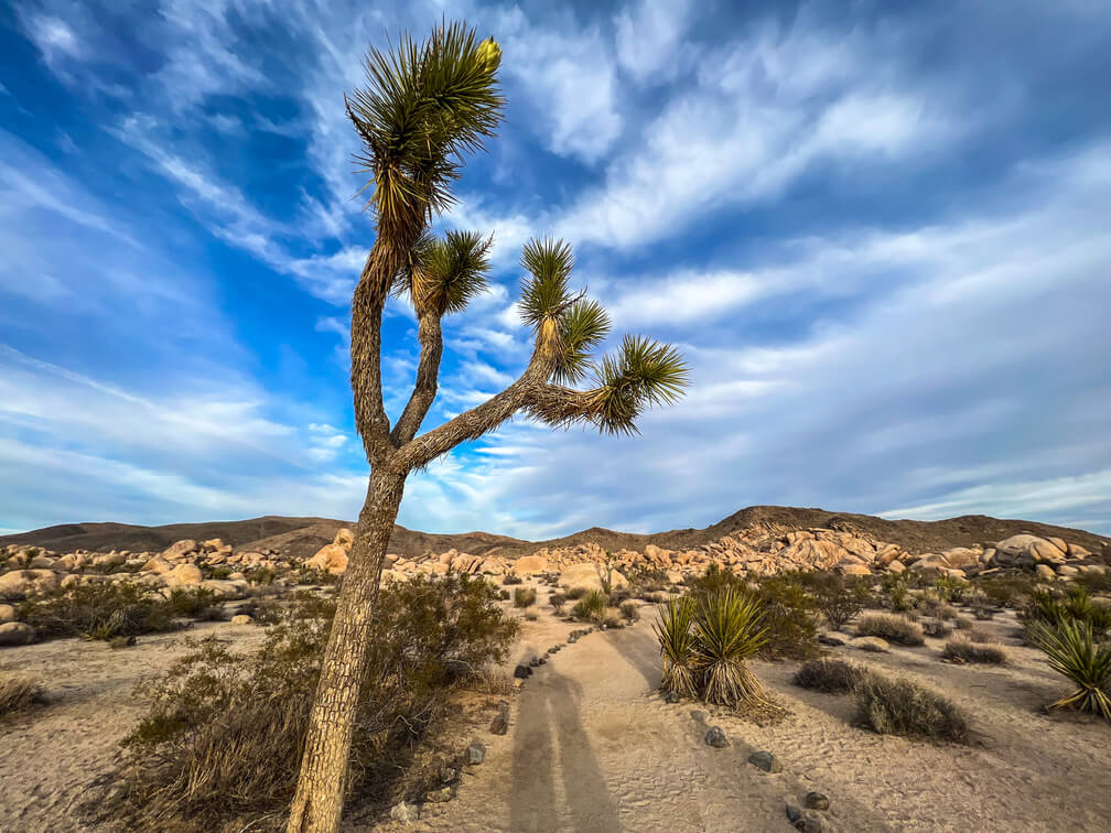 Joshua Tree National Park road trip